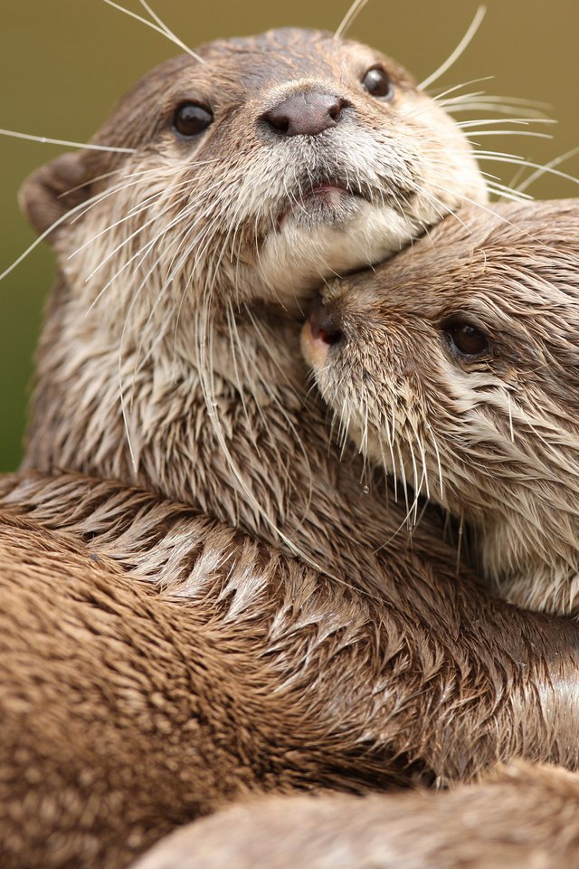 Обои животные, любовь, две, выдры, обнимаются, animals, love, two, otters, hug разрешение 2560x1600 Загрузить
