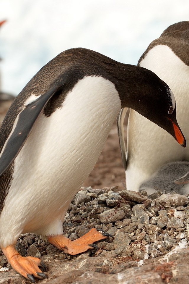 Обои камни, животные, птицы, пингвины, антарктика, пингвинята, stones, animals, birds, penguins, antarctica, babies разрешение 2560x1600 Загрузить