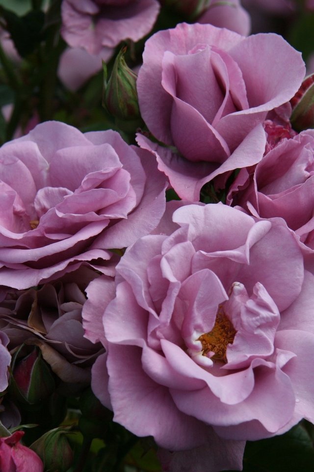 Обои cvety, butony, rozovye, rozy, kust, prirod, грустит, леспестки, sad, lepestki разрешение 2560x1600 Загрузить