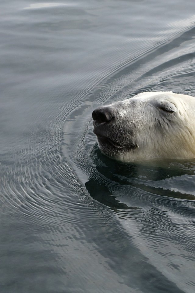 Обои вода, медведь, белый, животное, полярный, water, bear, white, animal, polar разрешение 2560x1600 Загрузить