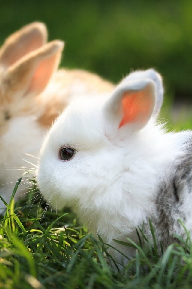 Обои трава, зайчонок, животные, ушки, кролик, кролики, зверек, заяц, грызун, grass, animals, ears, rabbit, rabbits, animal, hare, rodent разрешение 2560x1600 Загрузить