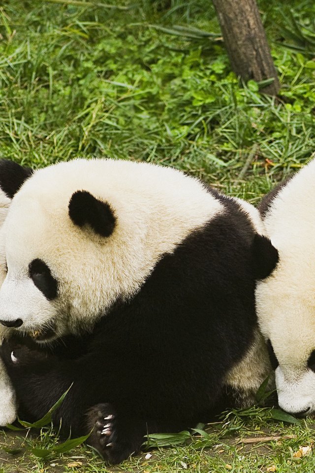 Обои трава, животные, панды, бамбуковый медведь, большая панда, grass, animals, panda, bamboo bear, the giant panda разрешение 2560x1600 Загрузить