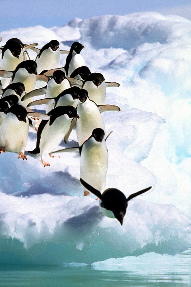 Обои вода, снег, море, лёд, птицы, пингвин, антарктида, пингвины, water, snow, sea, ice, birds, penguin, antarctica, penguins разрешение 1920x1080 Загрузить