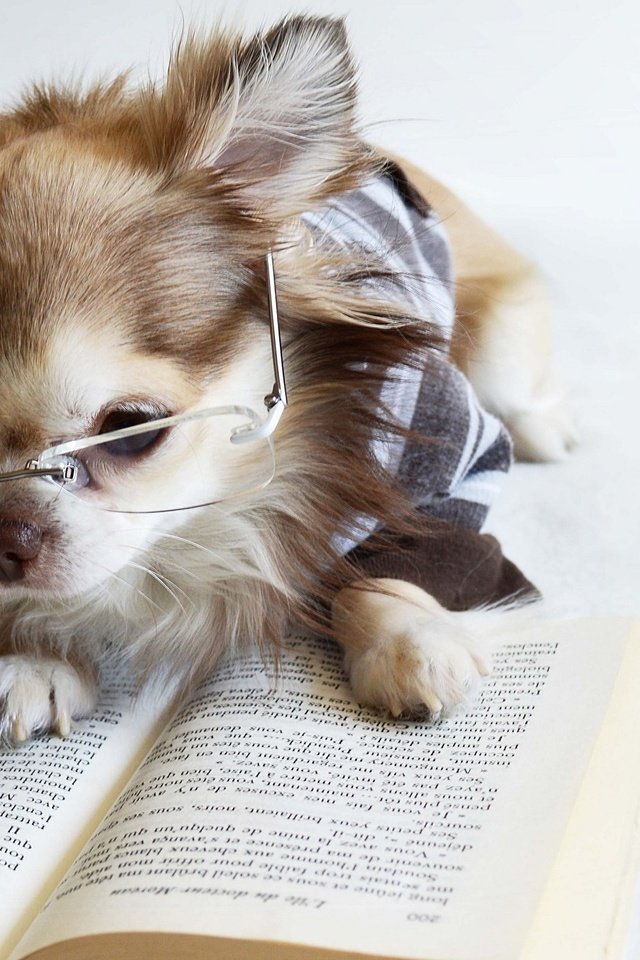 Обои очки, собака, щенок, книга, чихуахуа, glasses, dog, puppy, book, chihuahua разрешение 2048x1395 Загрузить