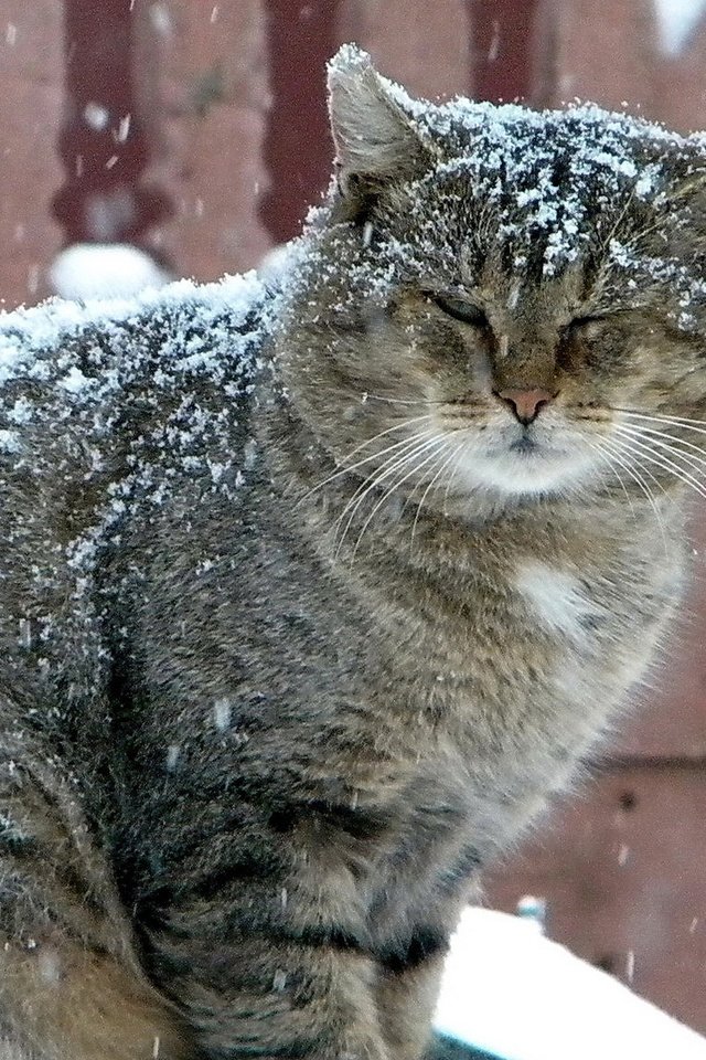 Обои зима, кот, серый, большой, снегопад, winter, cat, grey, large, snowfall разрешение 1920x1080 Загрузить