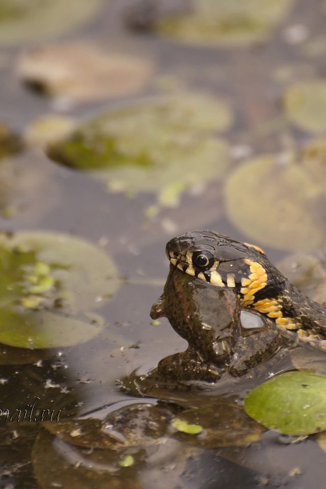 Обои лягушка, змея, пруд, уж и лягушка, frog, snake, pond, oh and the frog разрешение 2000x1333 Загрузить