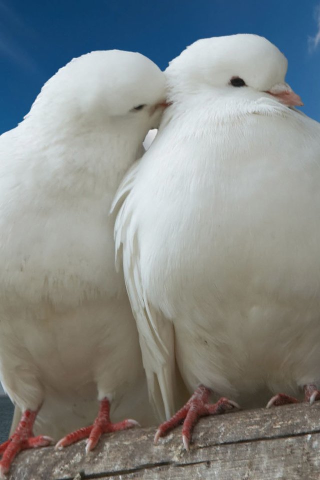 Обои небо, птицы, белые, объятия, голуби, два белых голубя, the sky, birds, white, hugs, pigeons, two snow-white doves разрешение 1920x1080 Загрузить