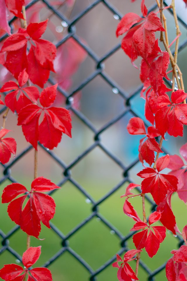 Обои листья, красные, капельки, после дождя, веточки, плющ, leaves, red, droplets, after the rain, twigs, ivy разрешение 1920x1200 Загрузить