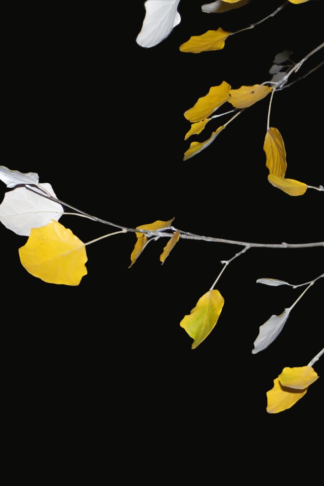 Обои листья, осень, веточки, leaves, autumn, twigs разрешение 2560x1600 Загрузить