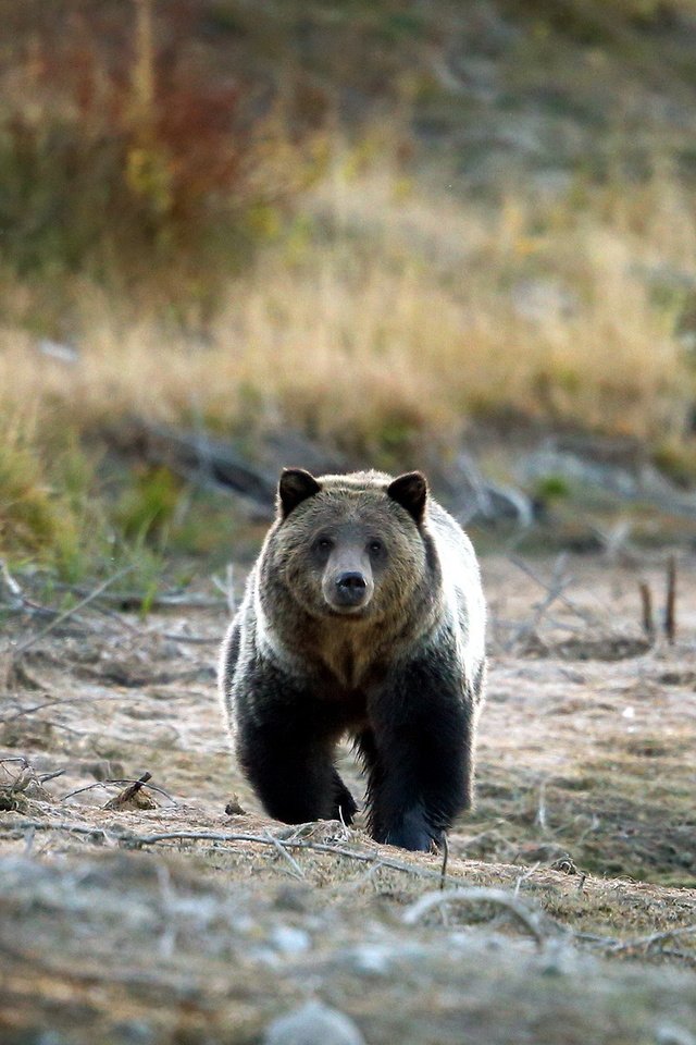 Обои природа, медведь, гризли, grizzly bear, nature, bear, grizzly разрешение 1920x1200 Загрузить