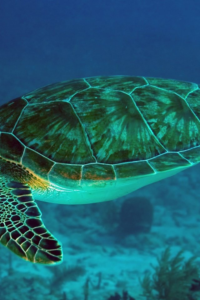 Обои черепаха, морская, океан, подводный мир, turtle, sea, the ocean, underwater world разрешение 3840x2160 Загрузить