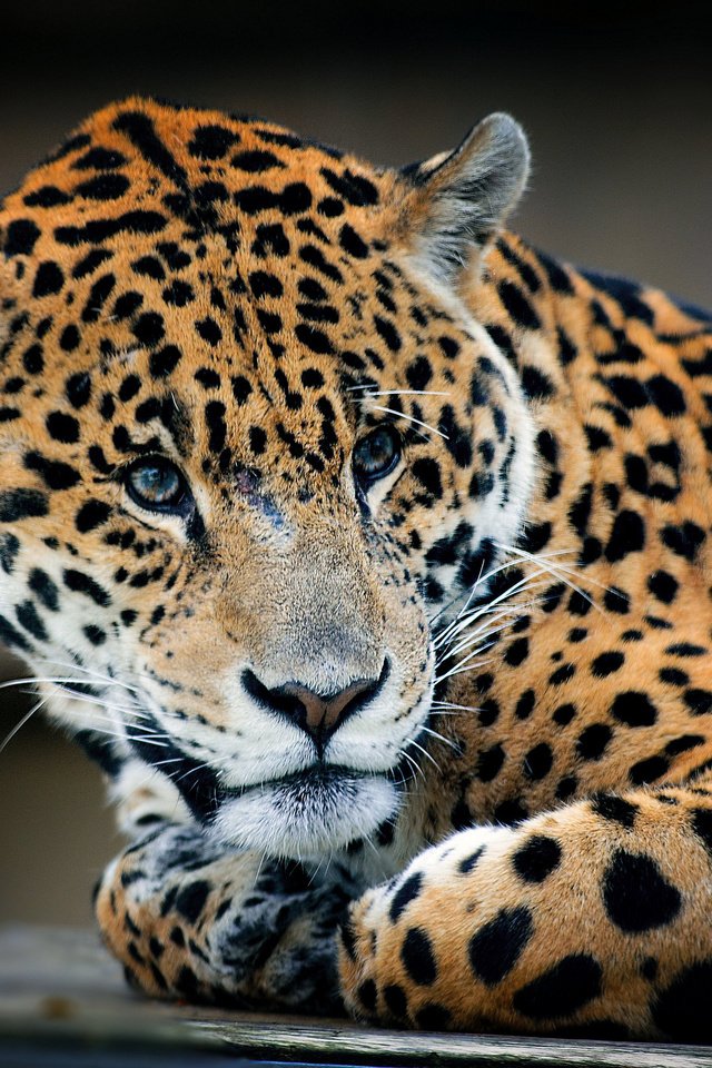 Обои взгляд, леопард, хищник, look, leopard, predator разрешение 2048x1372 Загрузить
