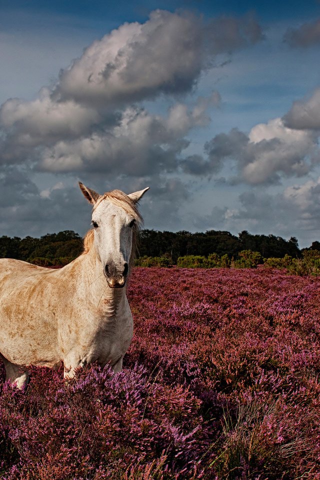 Обои цветы, лошадь, поле, конь, flowers, horse, field разрешение 2048x1365 Загрузить