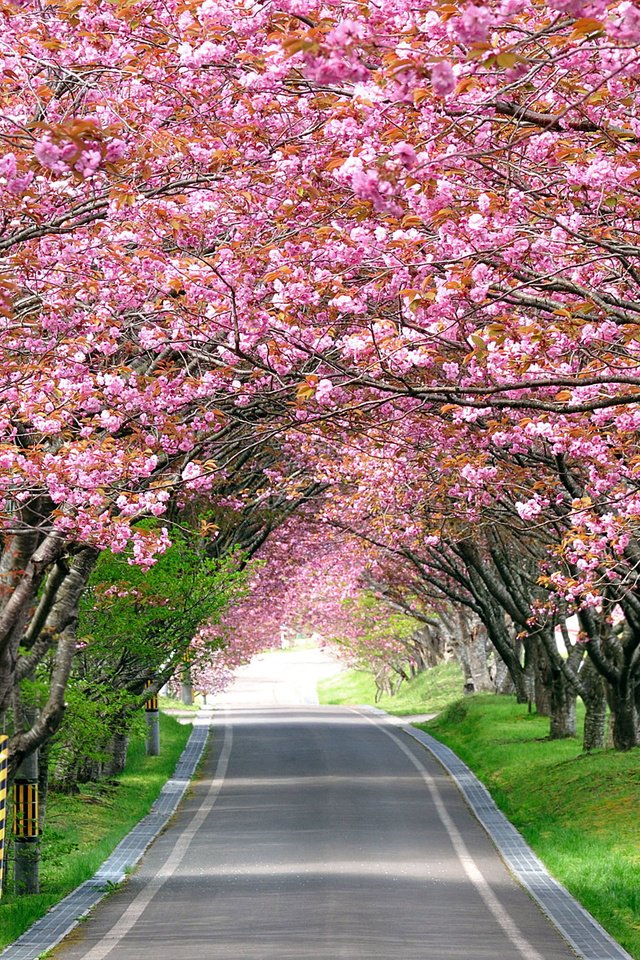Обои дорога, деревья, цветение, весна, аллея, road, trees, flowering, spring, alley разрешение 2560x1600 Загрузить