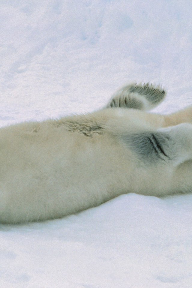 Обои снег, тюлень, детеныш, морской котик, белёк, snow, seal, cub, navy seal, belek разрешение 1920x1200 Загрузить