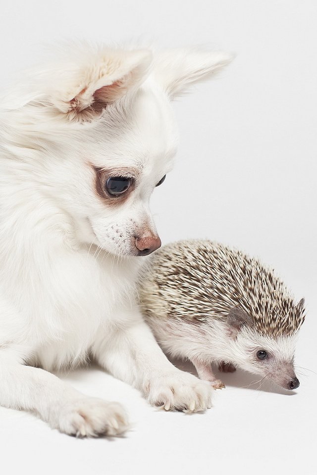 Обои фон, собака, ежик, друзья, чихуахуа, background, dog, hedgehog, friends, chihuahua разрешение 1920x1200 Загрузить