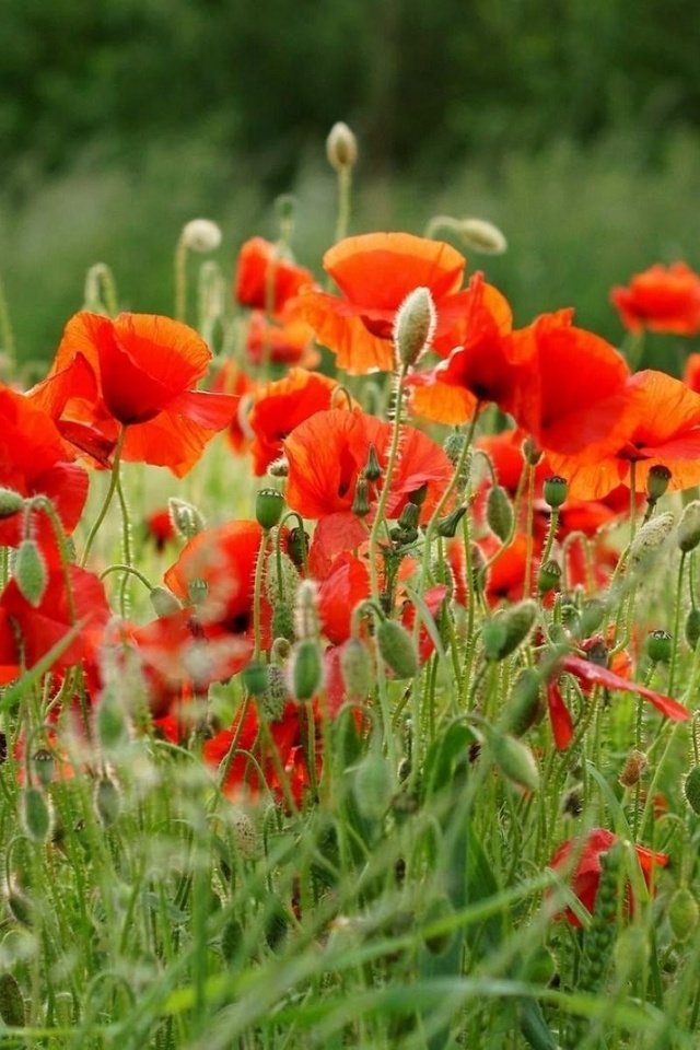Обои цветы, поле, лето, красные, маки, flowers, field, summer, red, maki разрешение 1920x1200 Загрузить