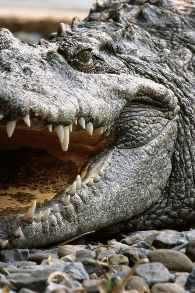 Обои зубы, крокодил, пасть, аллигатор, teeth, crocodile, mouth, alligator разрешение 1920x1440 Загрузить
