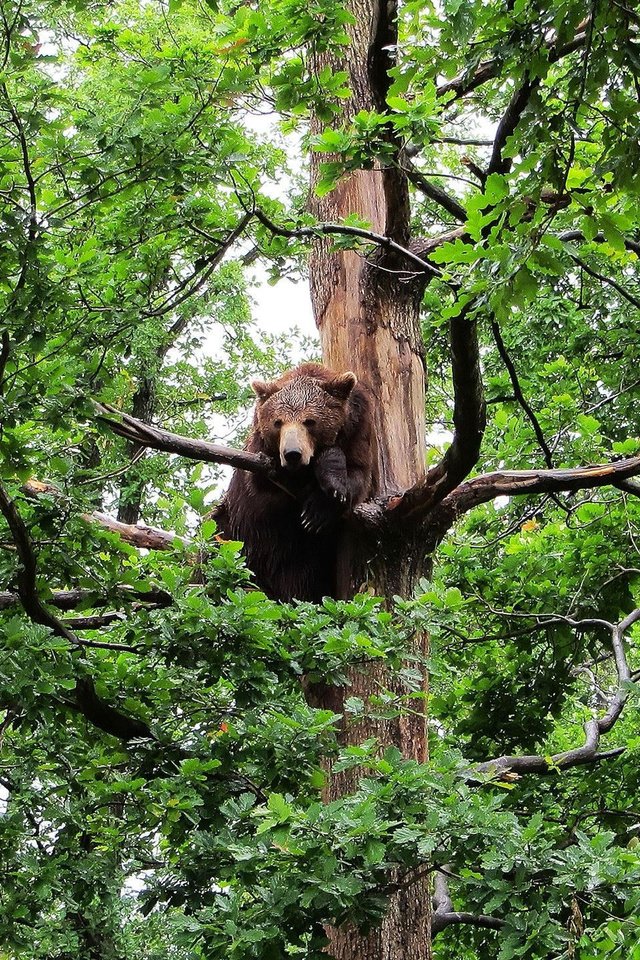 Обои дерево, лес, медведь, бурый медведь, tree, forest, bear, brown bear разрешение 2560x1440 Загрузить