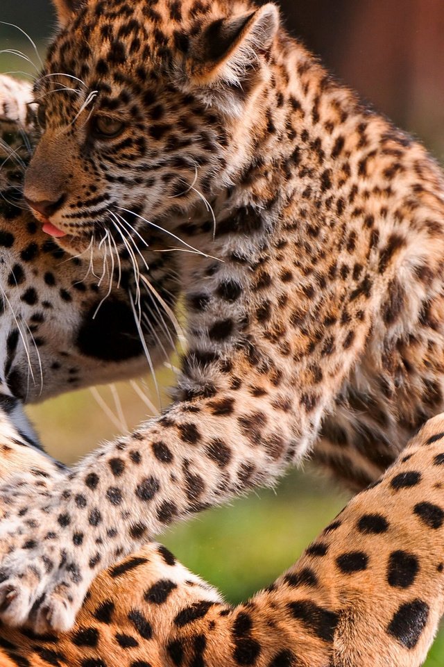 Обои леопард, хищник, большая кошка, детеныш, leopard, predator, big cat, cub разрешение 2560x1600 Загрузить