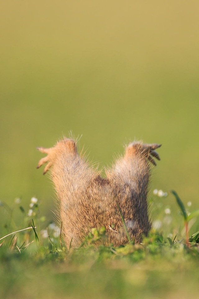 Обои трава, лапы, юмор, зверек, нора, суслик, grass, paws, humor, animal, nora, gopher разрешение 1920x1200 Загрузить