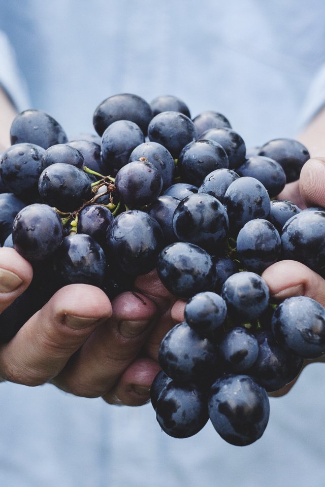 Обои виноград, красный, руки, урожай, кисть, сладкий, сочный, grapes, red, hands, harvest, brush, sweet, juicy разрешение 3888x2592 Загрузить