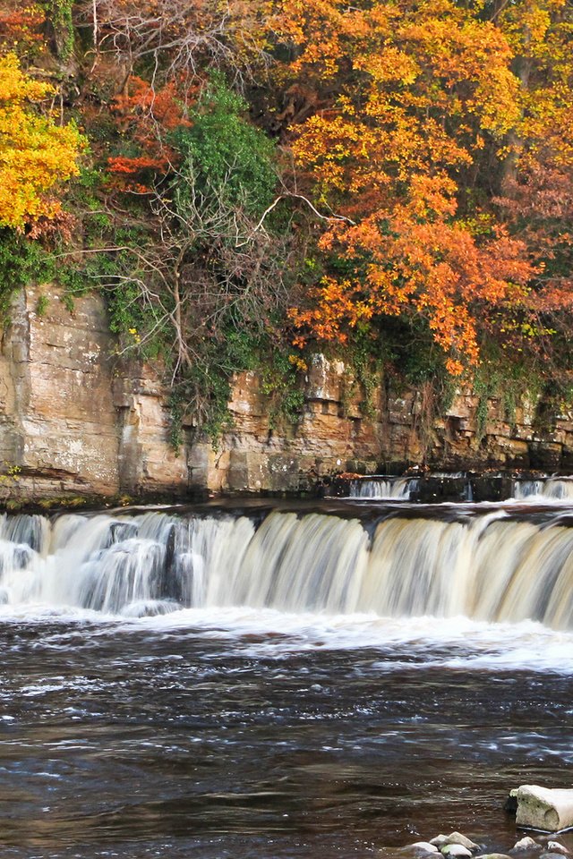 Обои деревья, река, горы, скалы, пороги, осень, richmond falls, trees, river, mountains, rocks, thresholds, autumn разрешение 1920x1101 Загрузить