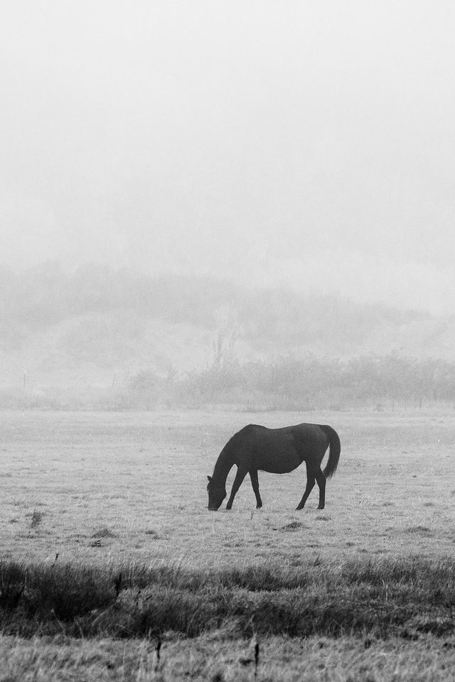 Обои лошадь, утро, чёрно-белое, мерзлота, черно- белый, horse, morning, black and white, permafrost разрешение 2048x1152 Загрузить