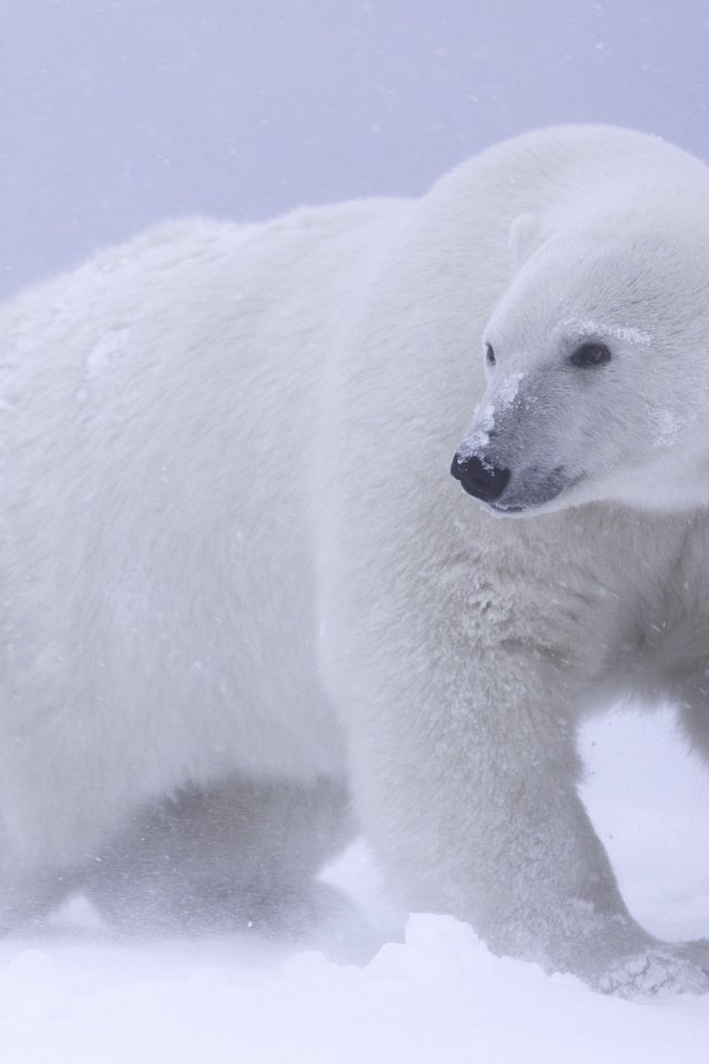 Обои снег, белый медведь, арктика, snow, polar bear, arctic разрешение 2048x1365 Загрузить