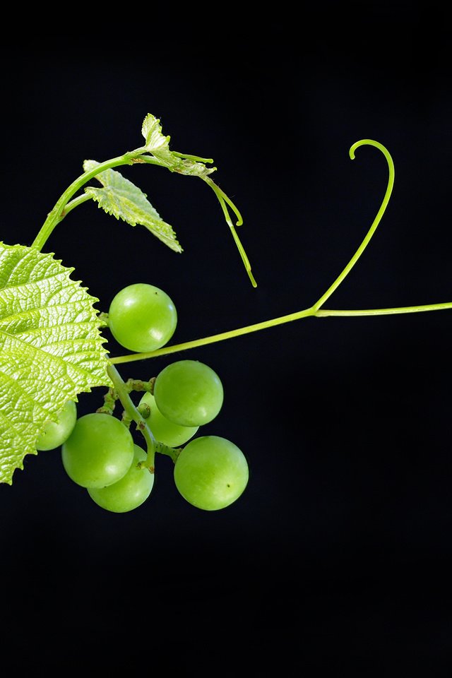 Обои листья, зелёный, виноград, черный фон, ягоды, фрукт, leaves, green, grapes, black background, berries, fruit разрешение 3682x2786 Загрузить