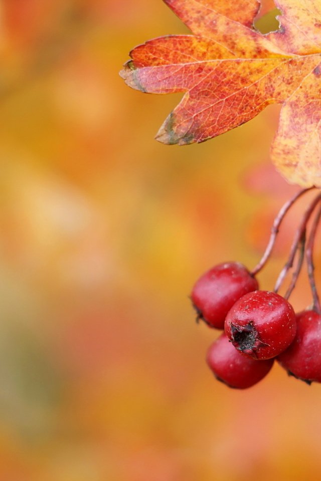 Обои осень, ягоды, плоды, боярышник, hawthorn berries, autumn, berries, fruit, hawthorn разрешение 2047x1264 Загрузить