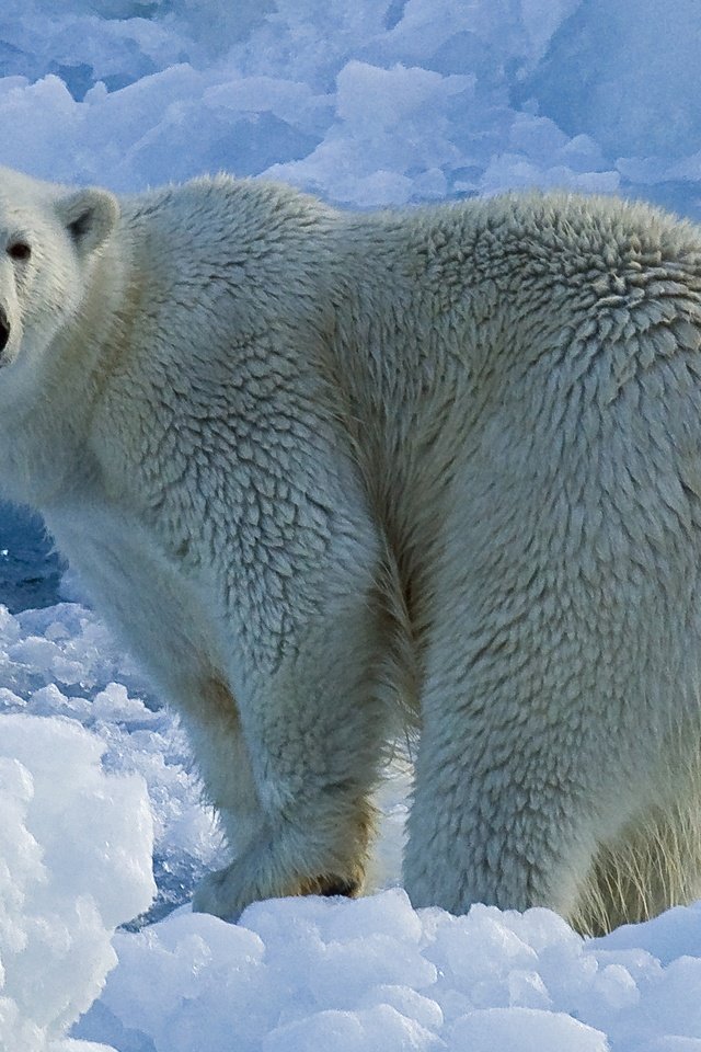Обои животные, полярный медведь, медведь, лёд, льдины, белый медведь, миша, animals, polar bear, bear, ice, mike разрешение 2880x1920 Загрузить