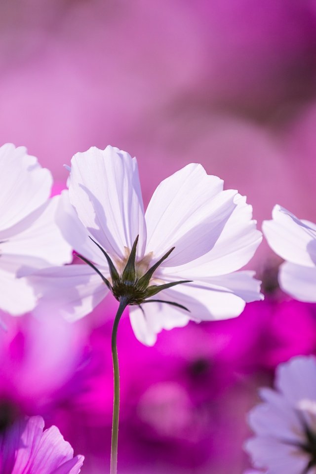 Обои цветы, макро, лепестки, космея, flowers, macro, petals, kosmeya разрешение 5400x3476 Загрузить