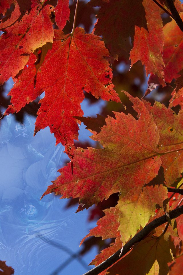 Обои природа, листья, макро, ветки, осень, кленовый лист, nature, leaves, macro, branches, autumn, maple leaf разрешение 1920x1280 Загрузить