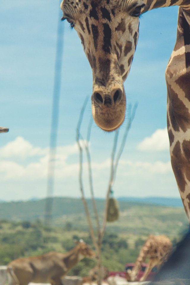 Обои природа, жираф, страус, nature, giraffe, ostrich разрешение 5184x3456 Загрузить