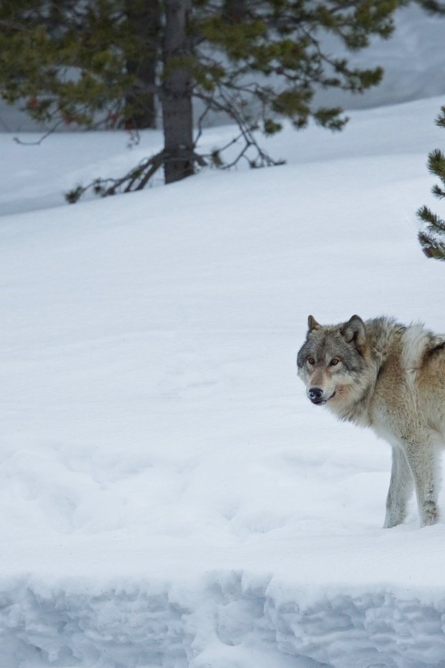 Обои снег, лес, зима, хищник, волк, snow, forest, winter, predator, wolf разрешение 1920x1205 Загрузить