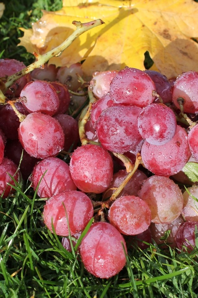 Обои макро, виноград, ягоды, macro, grapes, berries разрешение 2400x1600 Загрузить