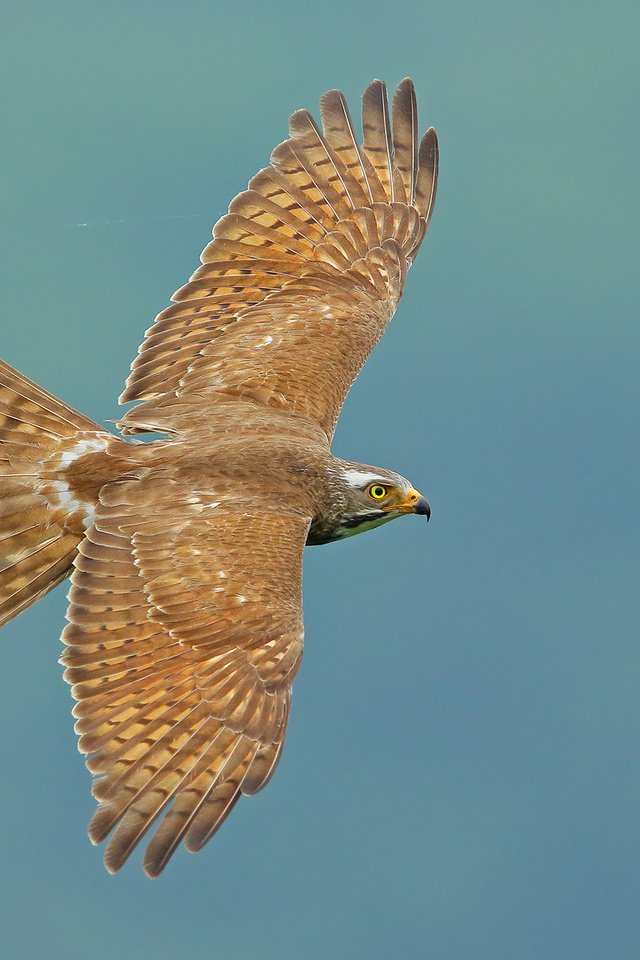 Обои полет, крылья, птица, взмах, grey-faced buzzard, butastur indicus, ястребиный канюк, flight, wings, bird, stroke, hawk buzzard разрешение 2048x1366 Загрузить