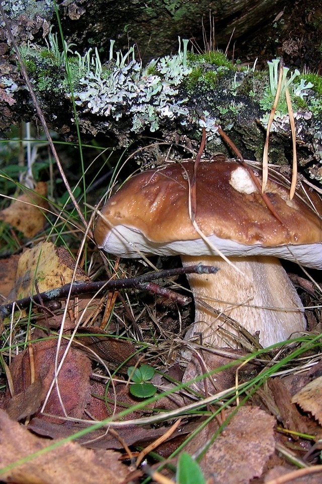 Обои природа, листья, макро, осень, грибы, мох, nature, leaves, macro, autumn, mushrooms, moss разрешение 2132x1498 Загрузить