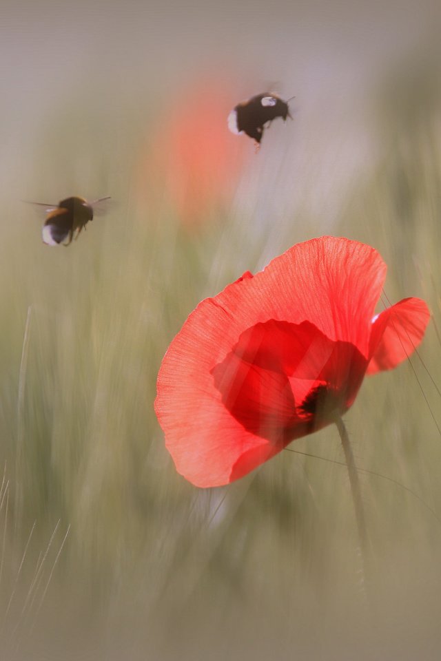 Обои макро, насекомое, цветок, лепестки, мак, шмель, macro, insect, flower, petals, mac, bumblebee разрешение 2048x1365 Загрузить