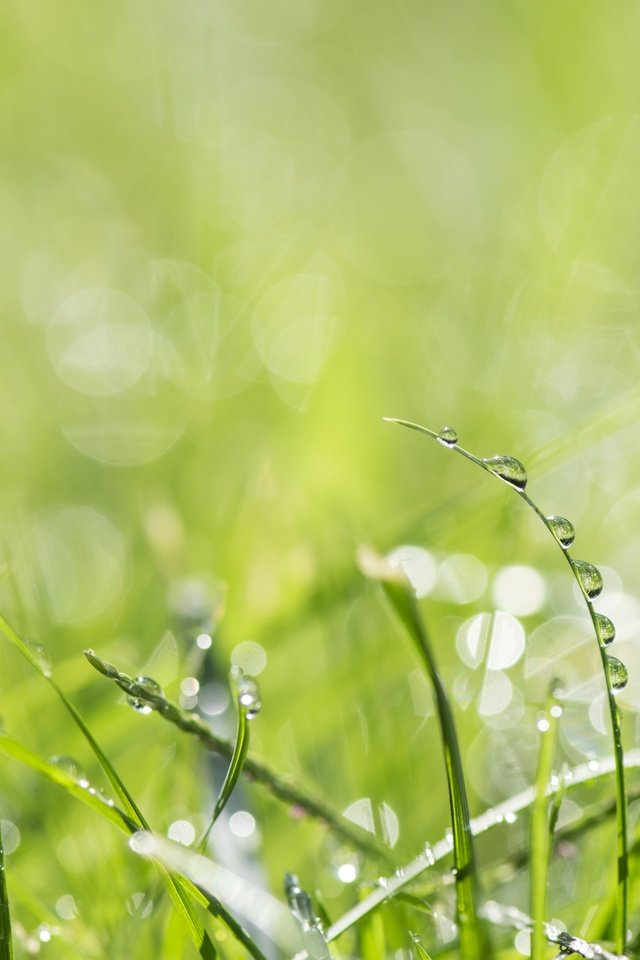 Обои трава, природа, макро, роса, капли, зеленая, капельки росы, grass, nature, macro, rosa, drops, green, drops of dew разрешение 3000x2000 Загрузить