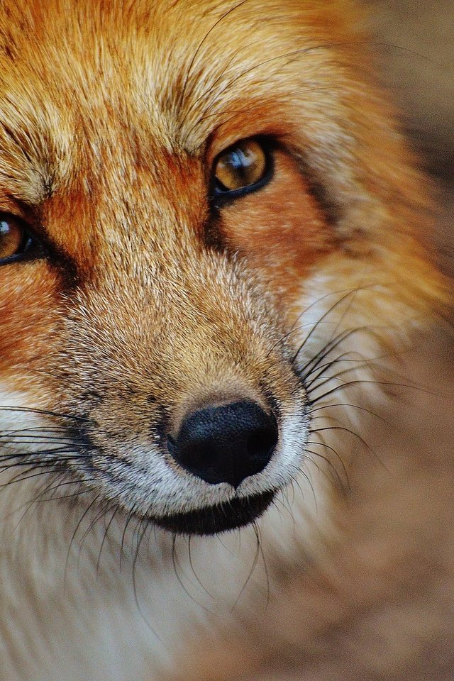 Обои морда, взгляд, лиса, хищник, лисица, лис, face, look, fox, predator разрешение 1920x1276 Загрузить
