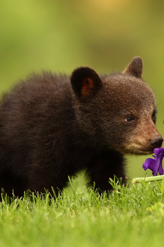 Обои цветок, медведь, медвежонок, ирис, барибал, чёрный медведь, flower, bear, iris, baribal, black bear разрешение 2048x1365 Загрузить