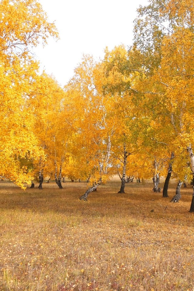 Обои деревья, природа, лес, листья, пейзаж, березы, осень, казахстан, trees, nature, forest, leaves, landscape, birch, autumn, kazakhstan разрешение 3264x2294 Загрузить