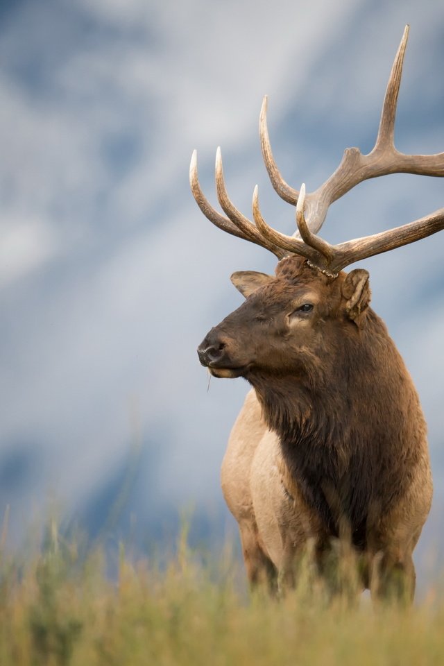 Обои природа, олень, лето, рога, nature, deer, summer, horns разрешение 2560x1707 Загрузить