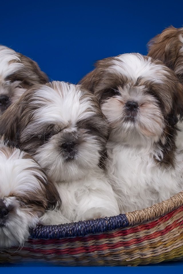 Обои корзина, щенки, ши-тцу, квинтет, basket, puppies, shih tzu, quintet разрешение 2900x1839 Загрузить