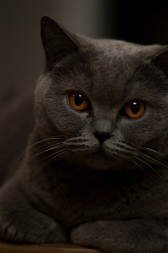 Обои портрет, кот, взгляд, красавец, portrait, cat, look, handsome разрешение 3600x2313 Загрузить