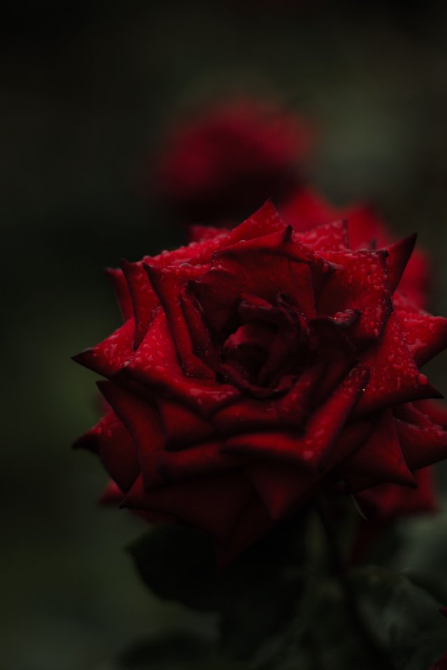 Обои цветы, фон, розы, красные, flowers, background, roses, red разрешение 5952x3968 Загрузить