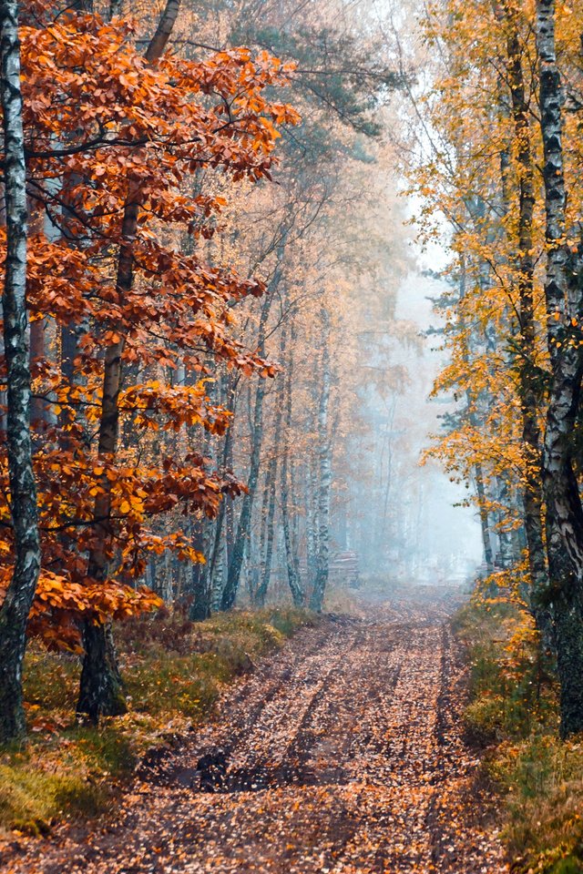 Обои дорога, деревья, природа, лес, осень, береза, road, trees, nature, forest, autumn, birch разрешение 2400x1520 Загрузить