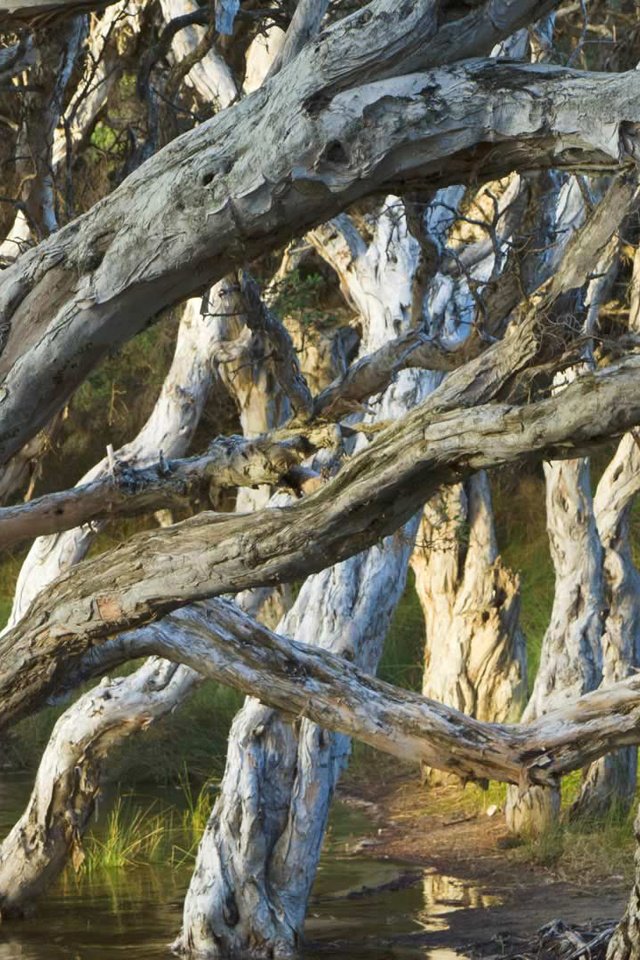 Обои деревья, лес, австралия, олбани, melaleuca, пляж нормана, trees, forest, australia, albany, beach norman разрешение 1920x1080 Загрузить